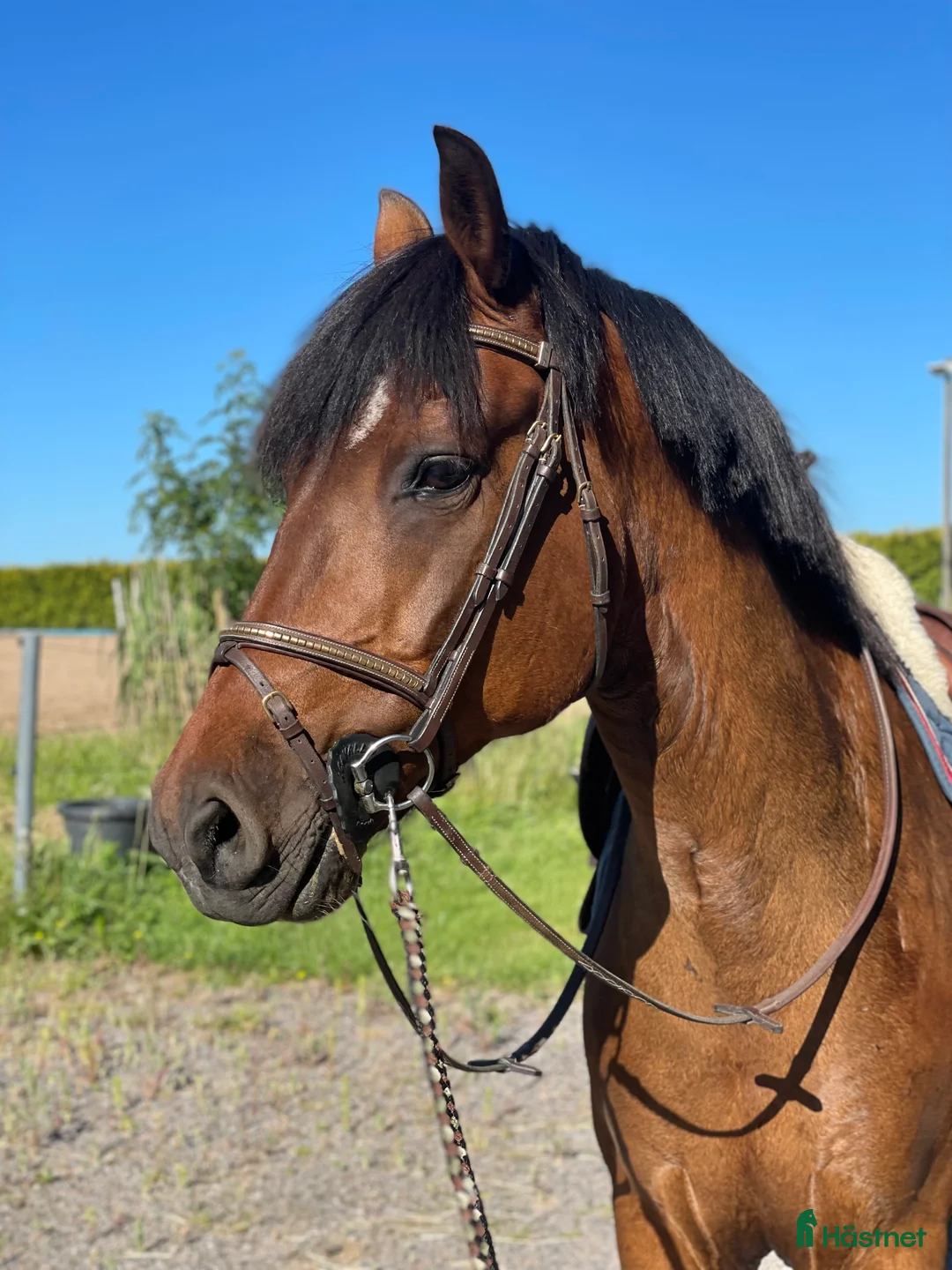 Allround hästar till salu: Trevlig valack som letar efter sin människa - Annons 1