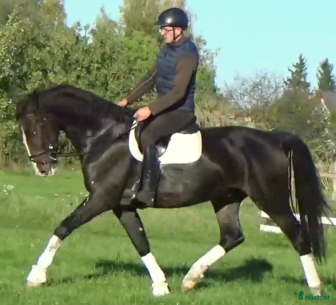 Allround hästar till salu: Dressage/driving Star with 4 white socks i Örsundsbro - Annons 8