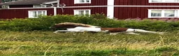 Island hästar till salu: Projekt för den som vill forma sin egna häst. i Korsberga - Annons 3