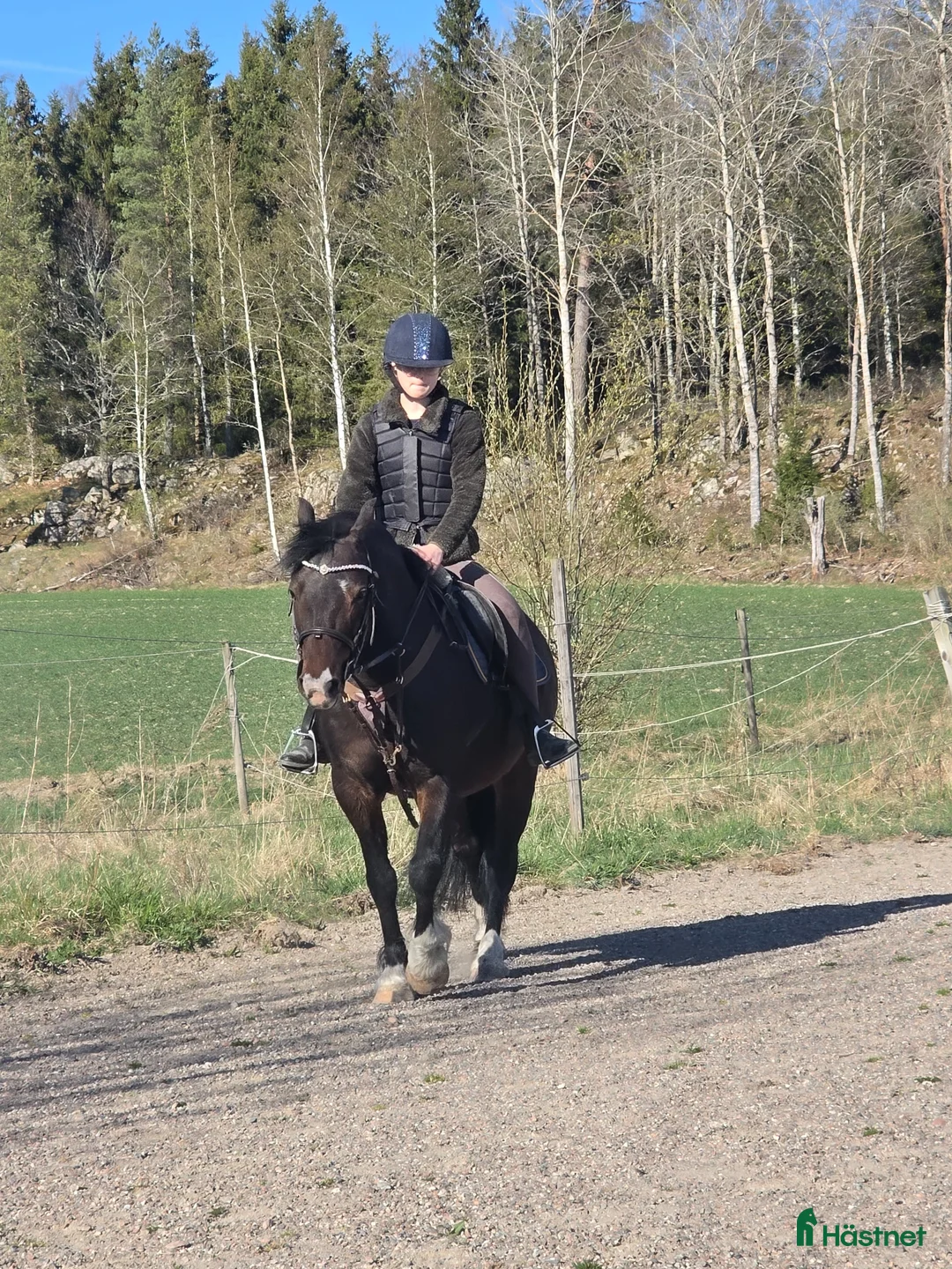 Övrigt hästar sökes: Söker sällskap i Åkers Styckebruk - Annons 2