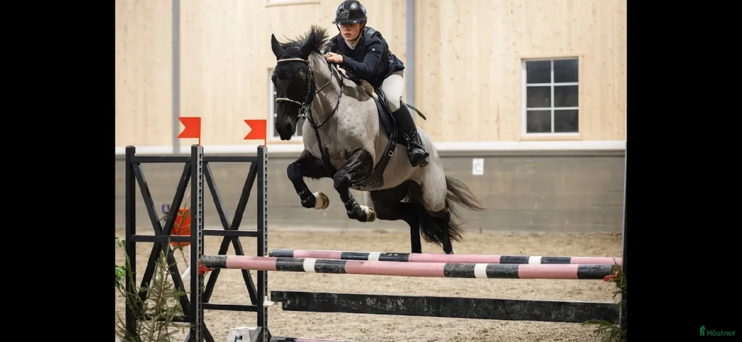 Hoppning hästar till salu: Hopp ponny som syns i mängden! - Annons 1