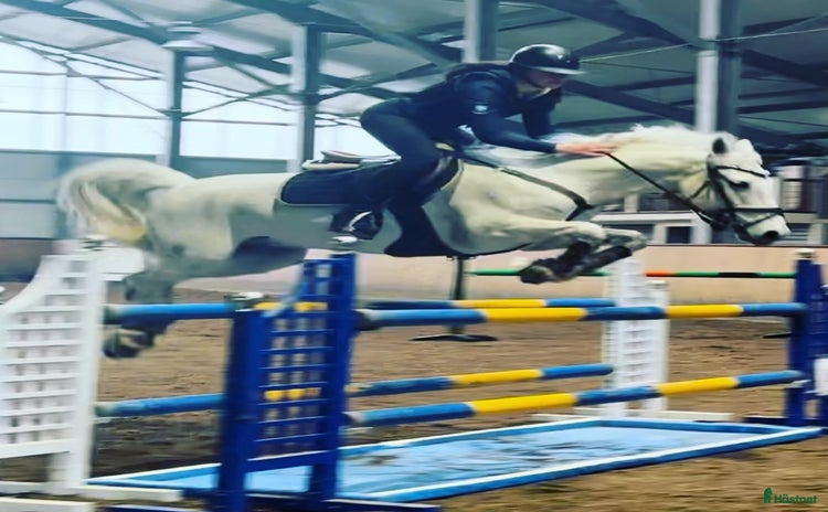  hästar i Norrköping - Annons 9