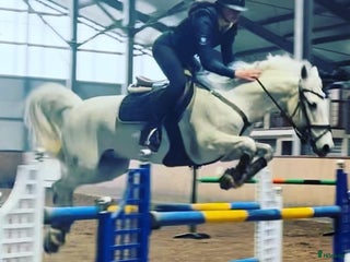 hästar Tävlingsponny och bästa vän i Norrköping - Annons 11