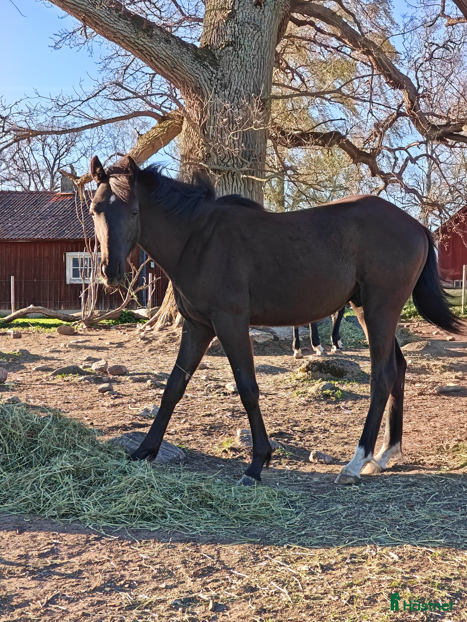  hästar Vacker hingst med imponerande prestationsstam - Annons 2