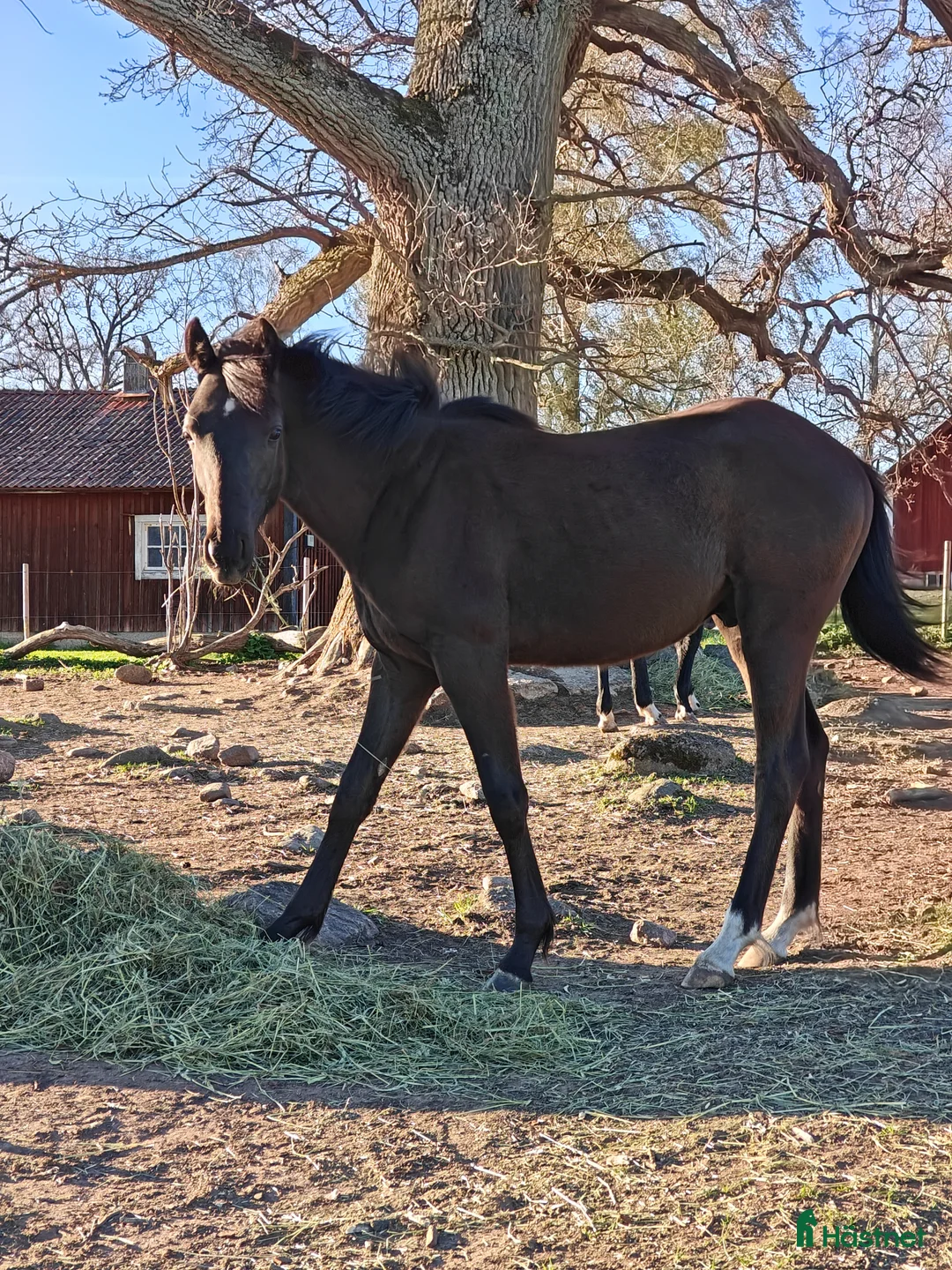 Allround hästar till salu: Vacker hingst med imponerande prestationsstam - Annons 1