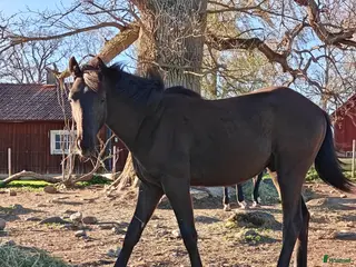hästar Vacker hingst med imponerande prestationsstam - Annons 10