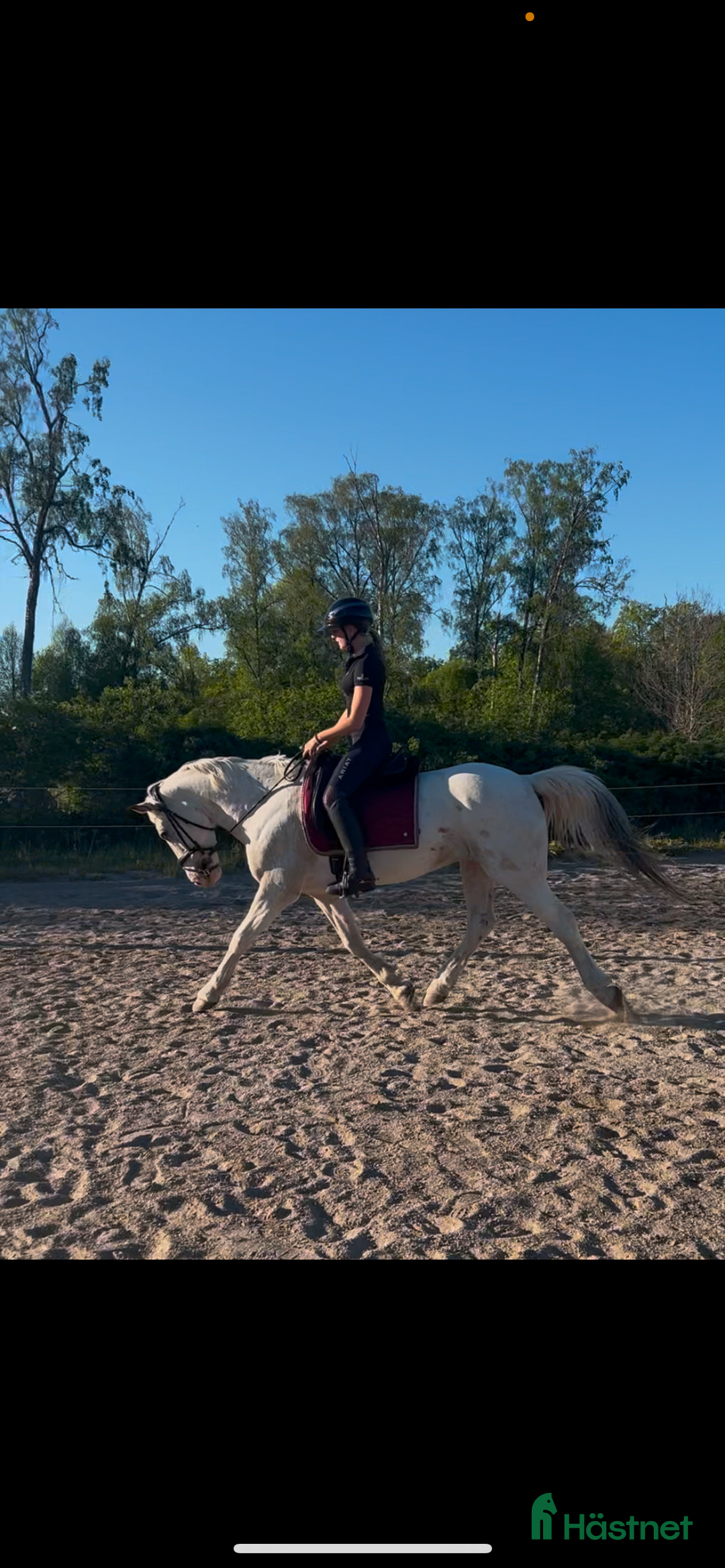 Dressyr hästar sökes: Söker medryttare till min fina D-ponny! i Upplands Väsby - Annons 4