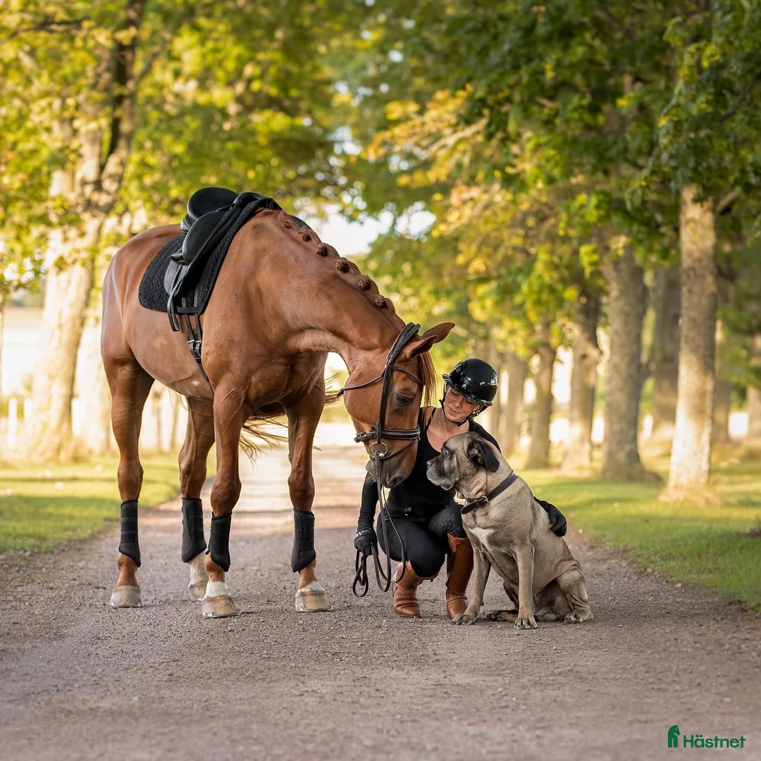 Galleribild {{count}}