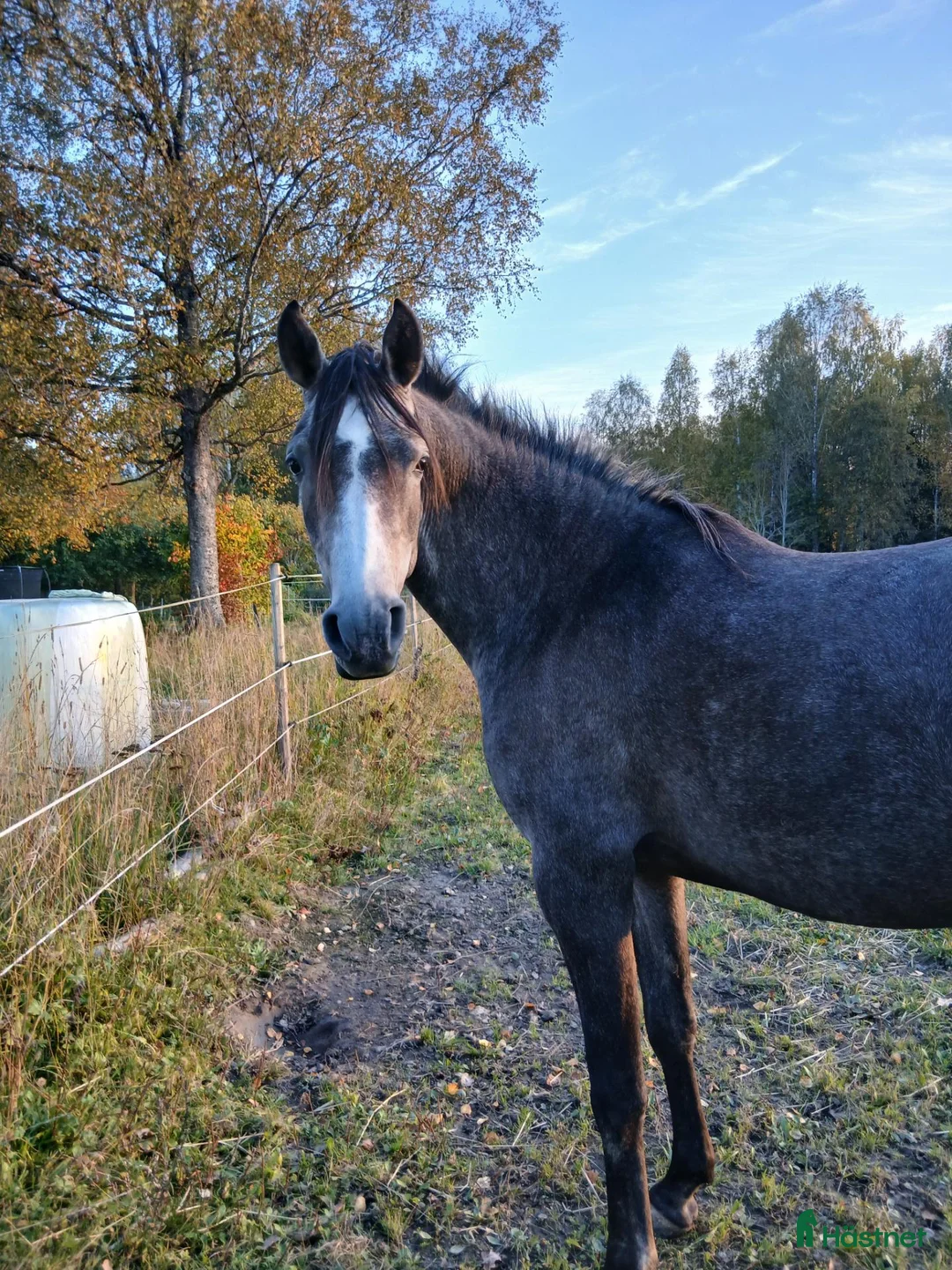 Allround hästar till salu: Arab sto i Charlottenberg - Annons 2