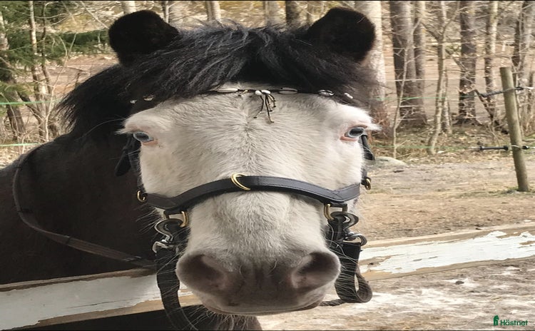  medryttarhäst finnes i Västerhaninge - Annons 14