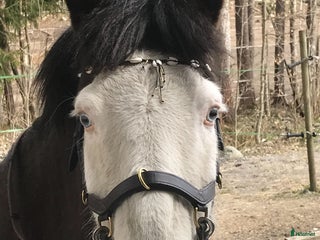 medryttarhäst finnes: Medryttare sökes i Västerhaninge - Annons 1