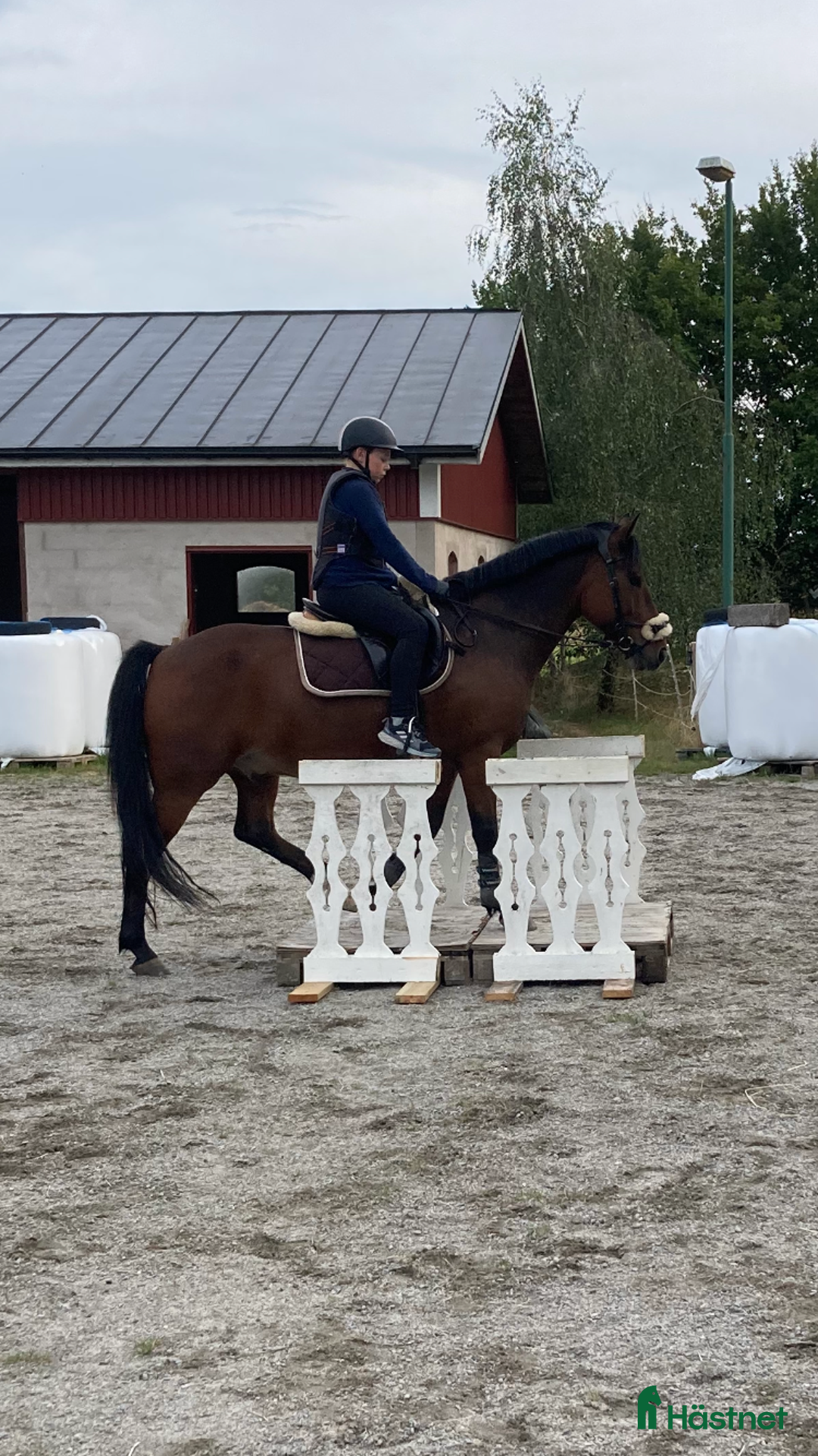 Allround hästar till salu: Bästa allroundponnyn/bästa kompisen  i Mörrum - Annons 5