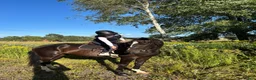 Allround hästar till salu: Snäll Skogsmulle - Annons 2