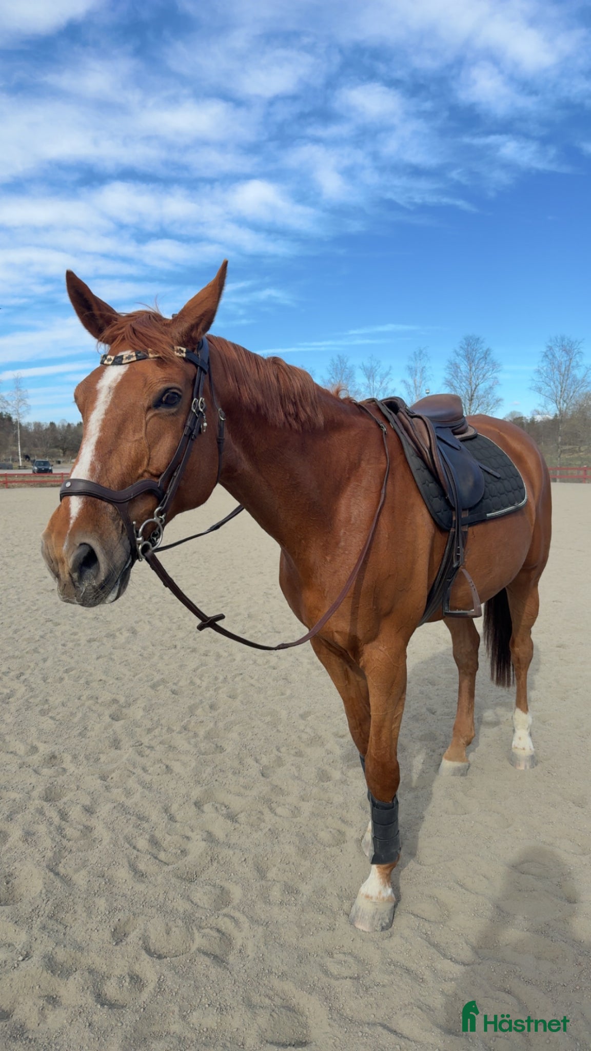  hästar Underbart sto med mycket kapacitet - Annons 7