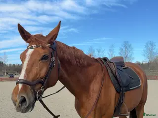 hästar Underbart sto med mycket kapacitet - Annons 7