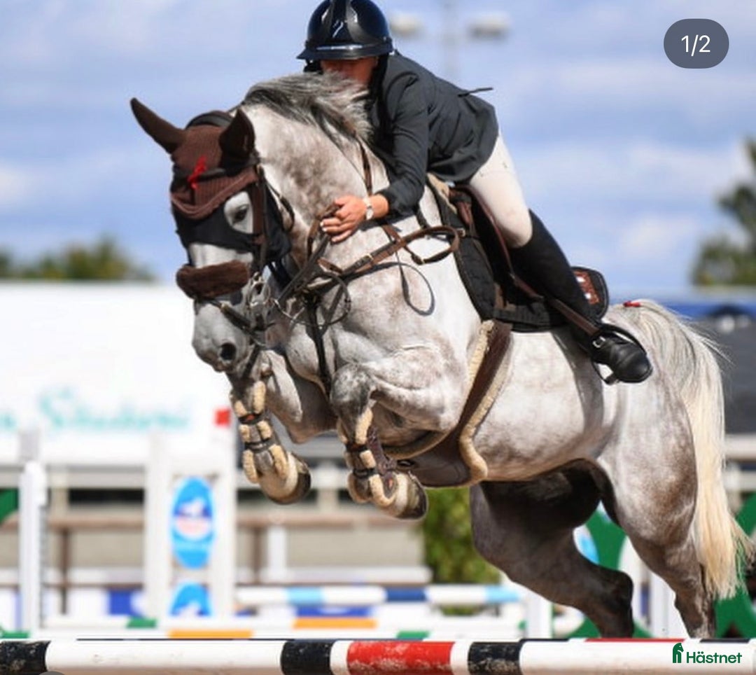 Hoppning hästar till salu: Fint sto e. Corporal VDL x Camaro M - Annons 4