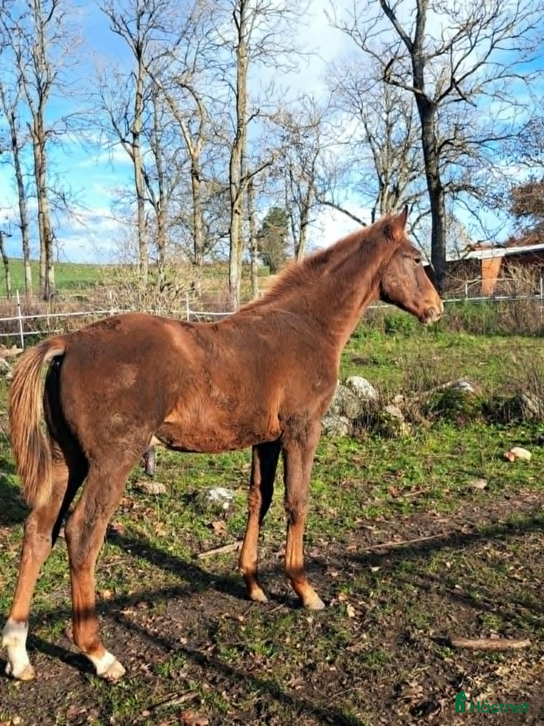 Hoppning hästar till salu: Toppstammat föl efter Cavallier Russe. i Sjöbo - Annons 2