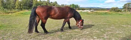 Allround hästar till salu: 3 årigt sto i Lingbo - Annons 5