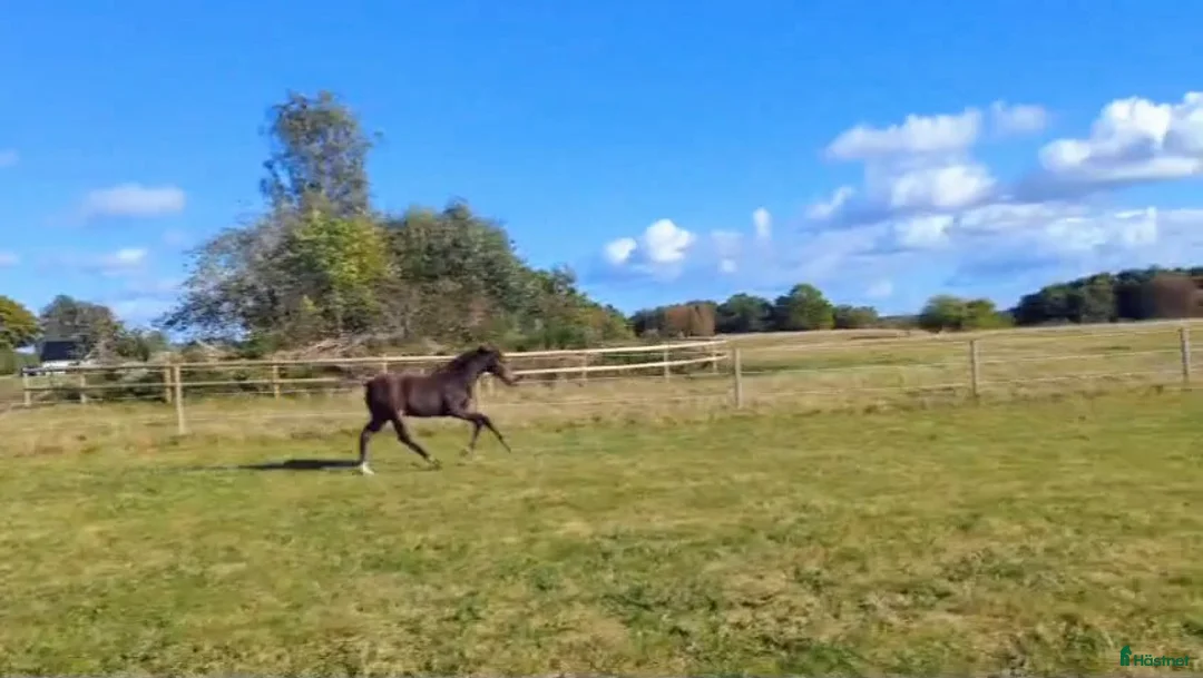Dressyr hästar till salu: Mycket fin åring med topp dressyrstam!  i Hörby - Annons 12