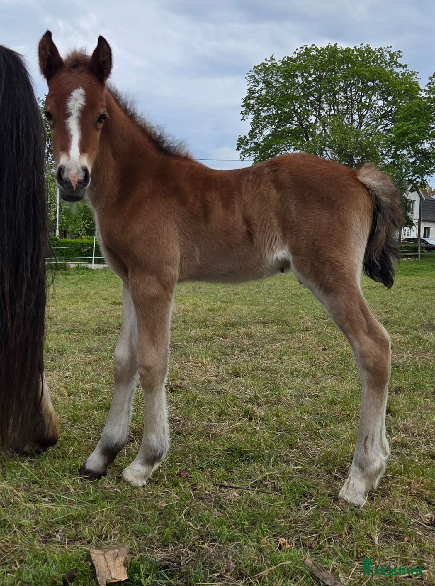  hästar Trevlig welsh cob  - Annons 4