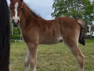 hästar Trevlig welsh cob - Annons 5