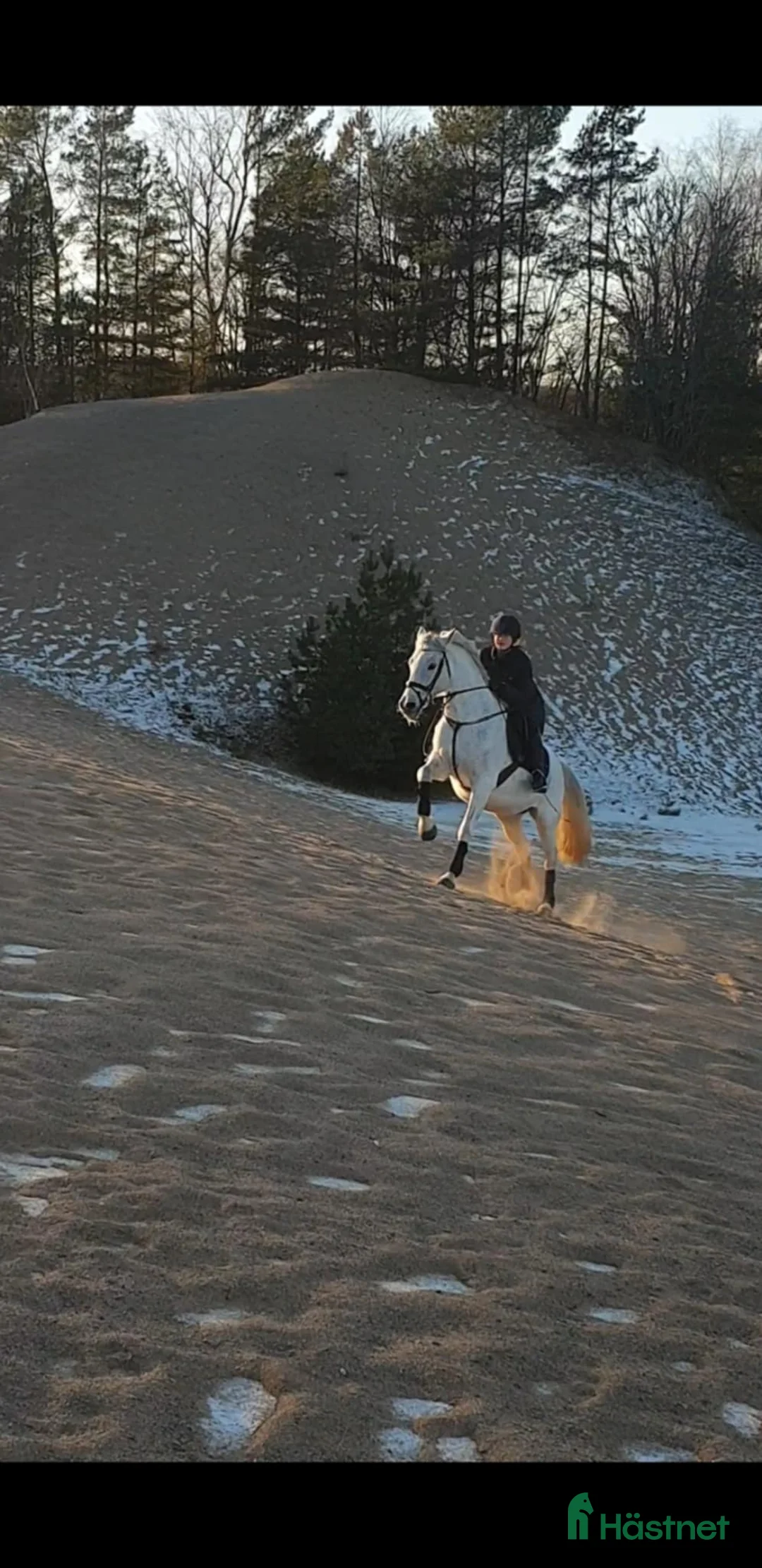  foderhäst finnes: Sto uthyres - Annons 1