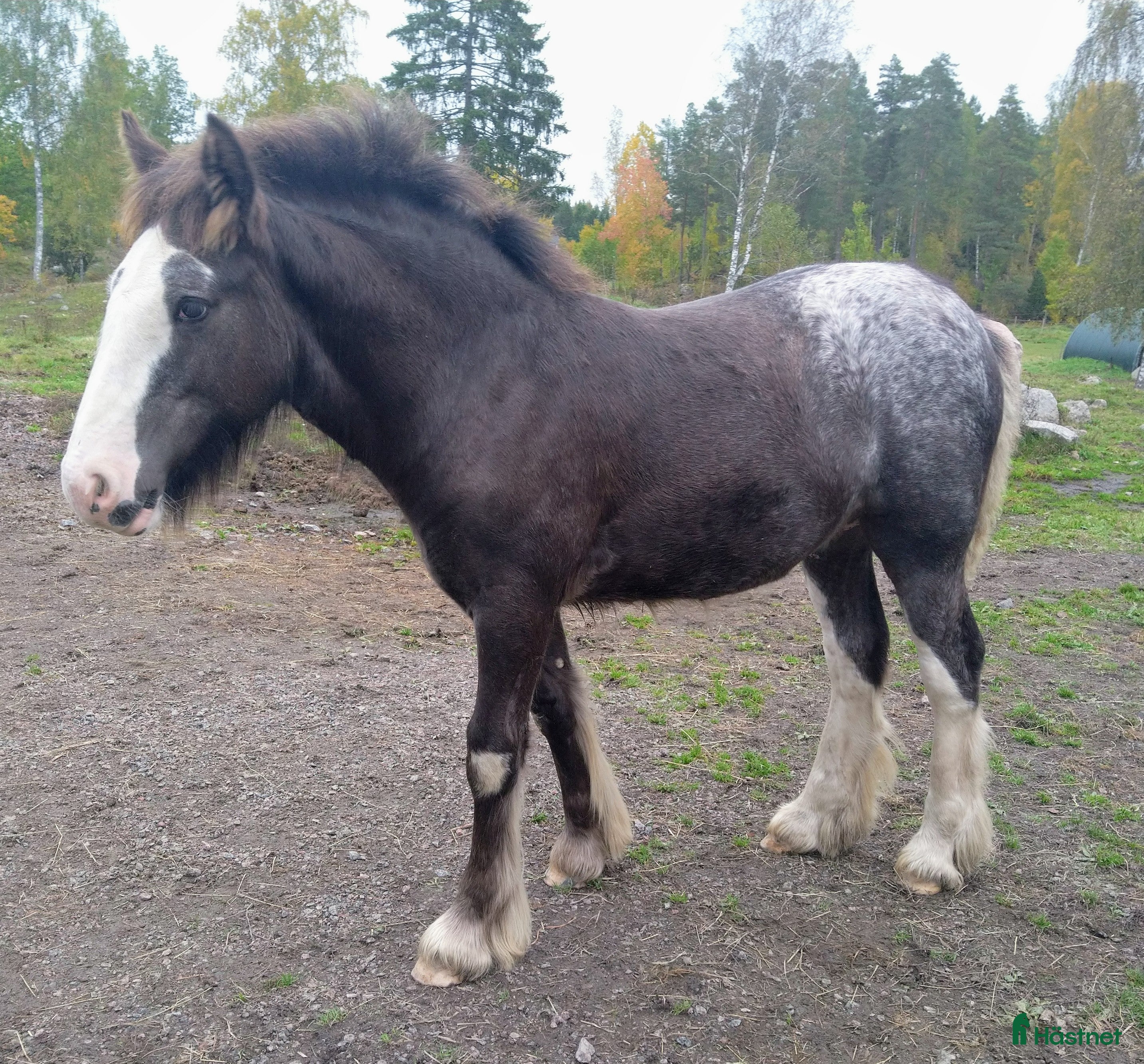  hästar Flera goa gossar - Annons 13