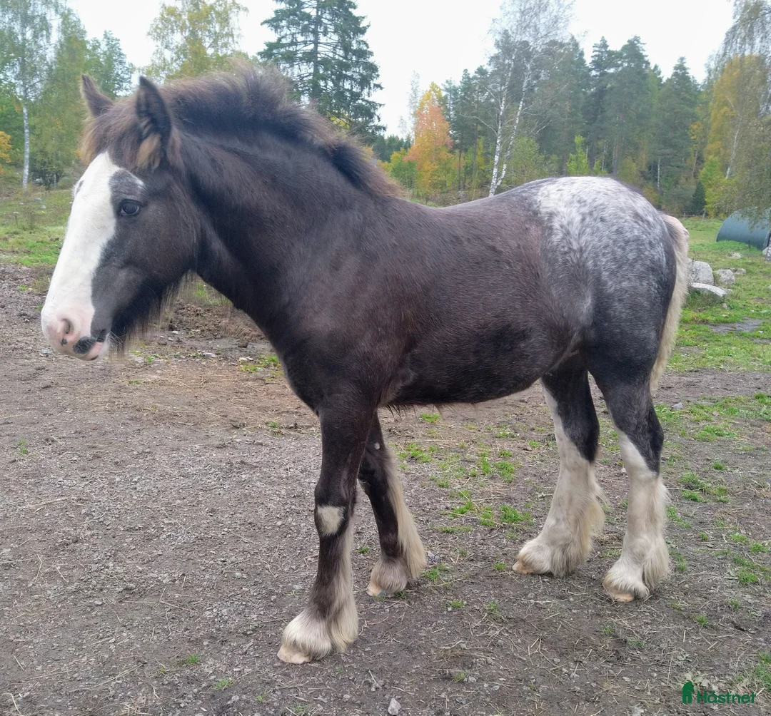 Allround hästar till salu: Flera goa gossar - Annons 1