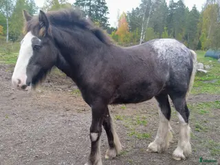 hästar Flera goa gossar - Annons 13