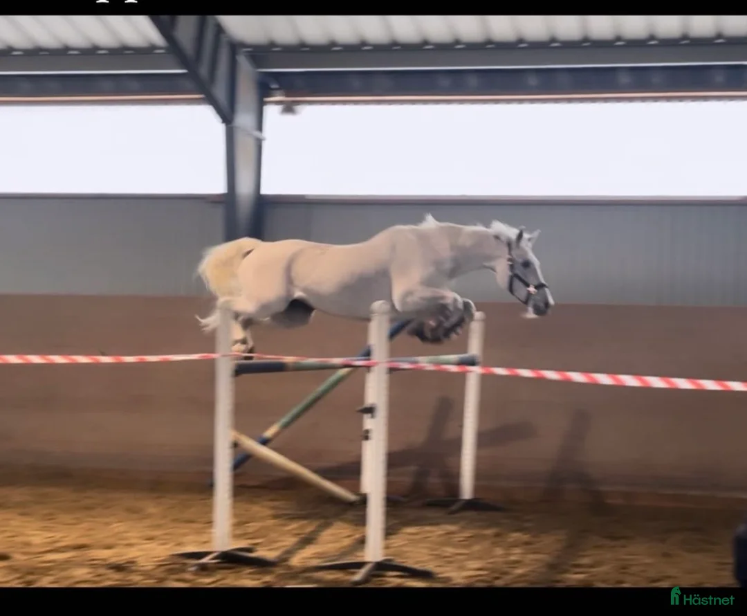 Allround hästar till salu: Underbart sto utöver det vanliga! - Annons 2