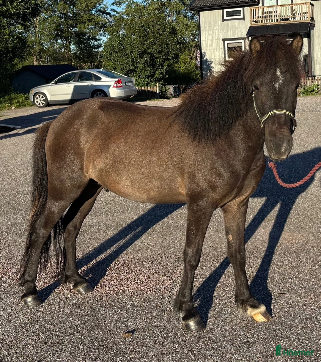 Island hästar till salu: Islandshäst Unghäst 3år.  i Kungsgården - Annons 2