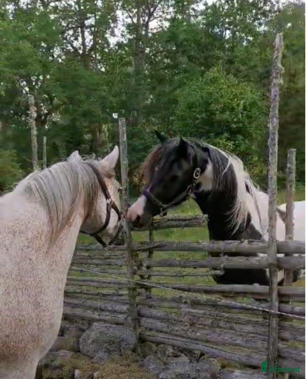 Allround hästar till salu: Fantastiskt hingstföl  i Gällstad - Annons 5