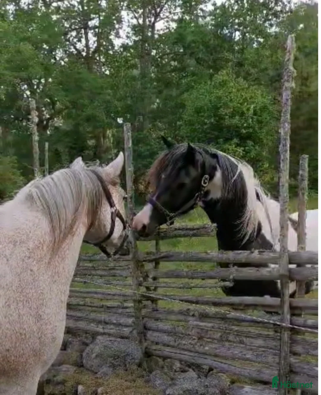 Allround hästar till salu: Fantastiskt hingstföl  - Annons 4