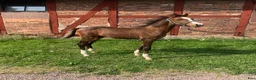 Hoppning hästar till salu: Lovande prestationsstammat föl🌟 - Annons 2