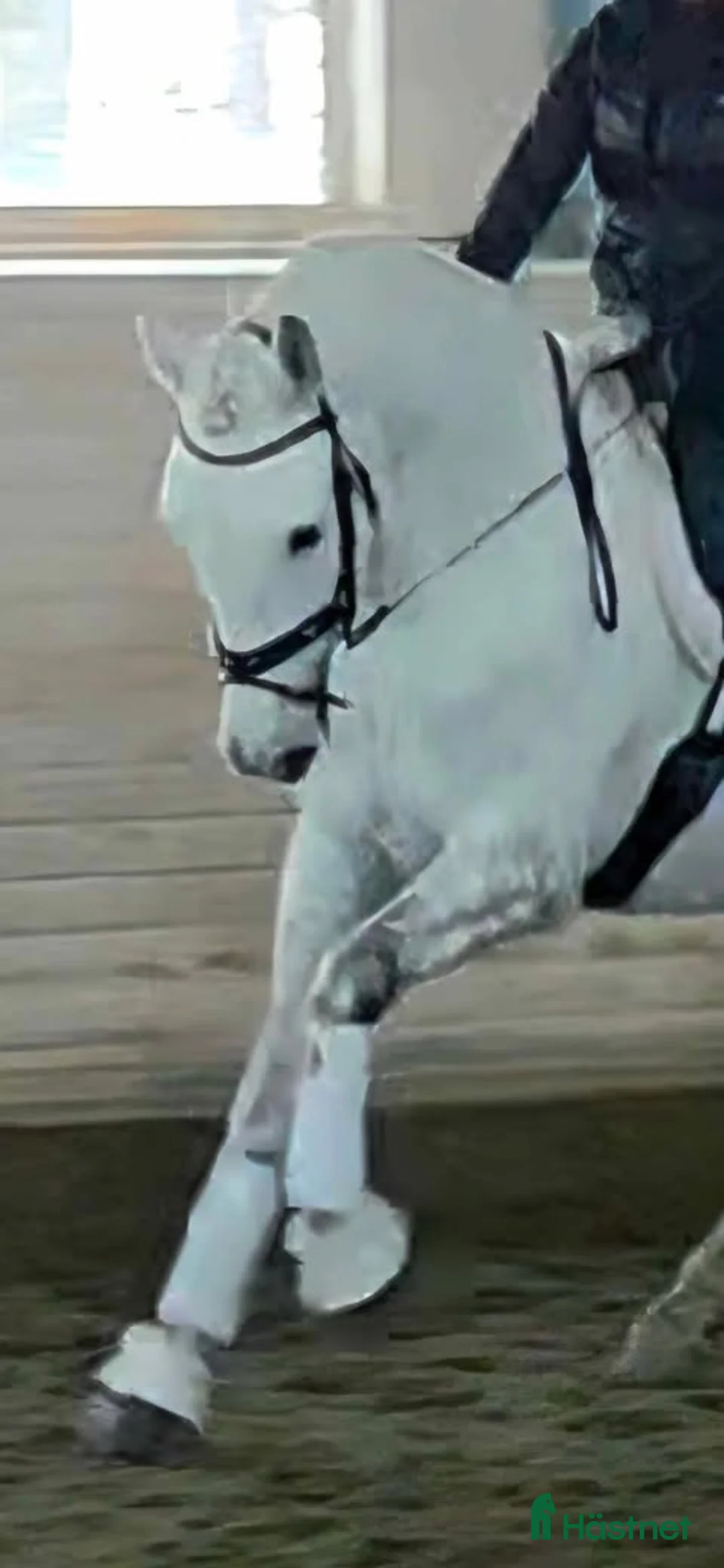 Working Equitation hästar till salu: Snygg Maffig Svensk född PRE - Annons 2