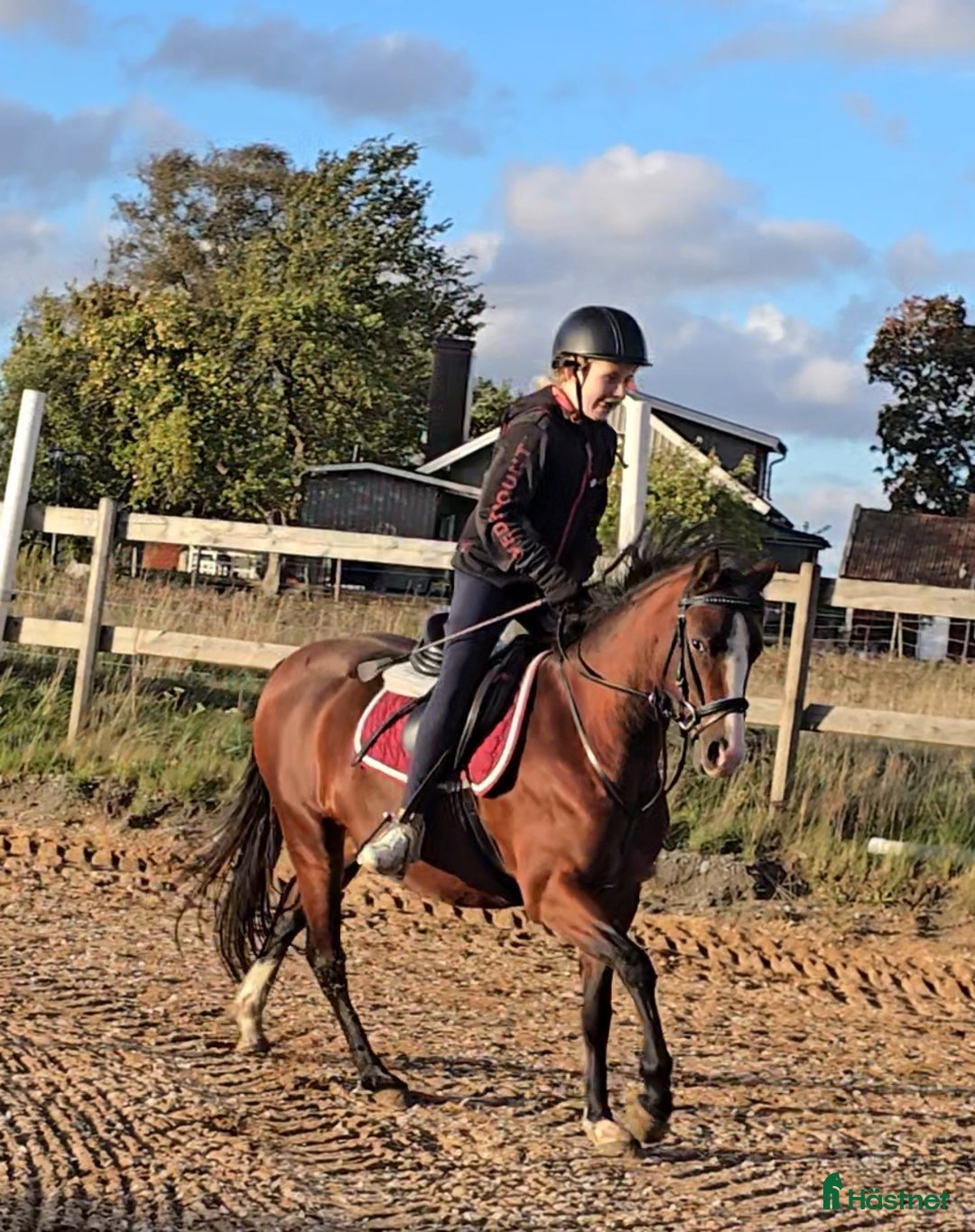Hoppning hästar till salu: Super söt ponny säljas  i Vedum - Annons 5