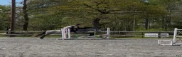 Allround hästar till salu: Snäll och härlig kompis  - Annons 3