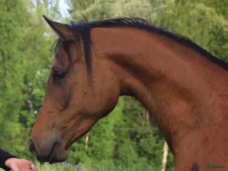 hästar Arabiskt fullblod - Annons 3