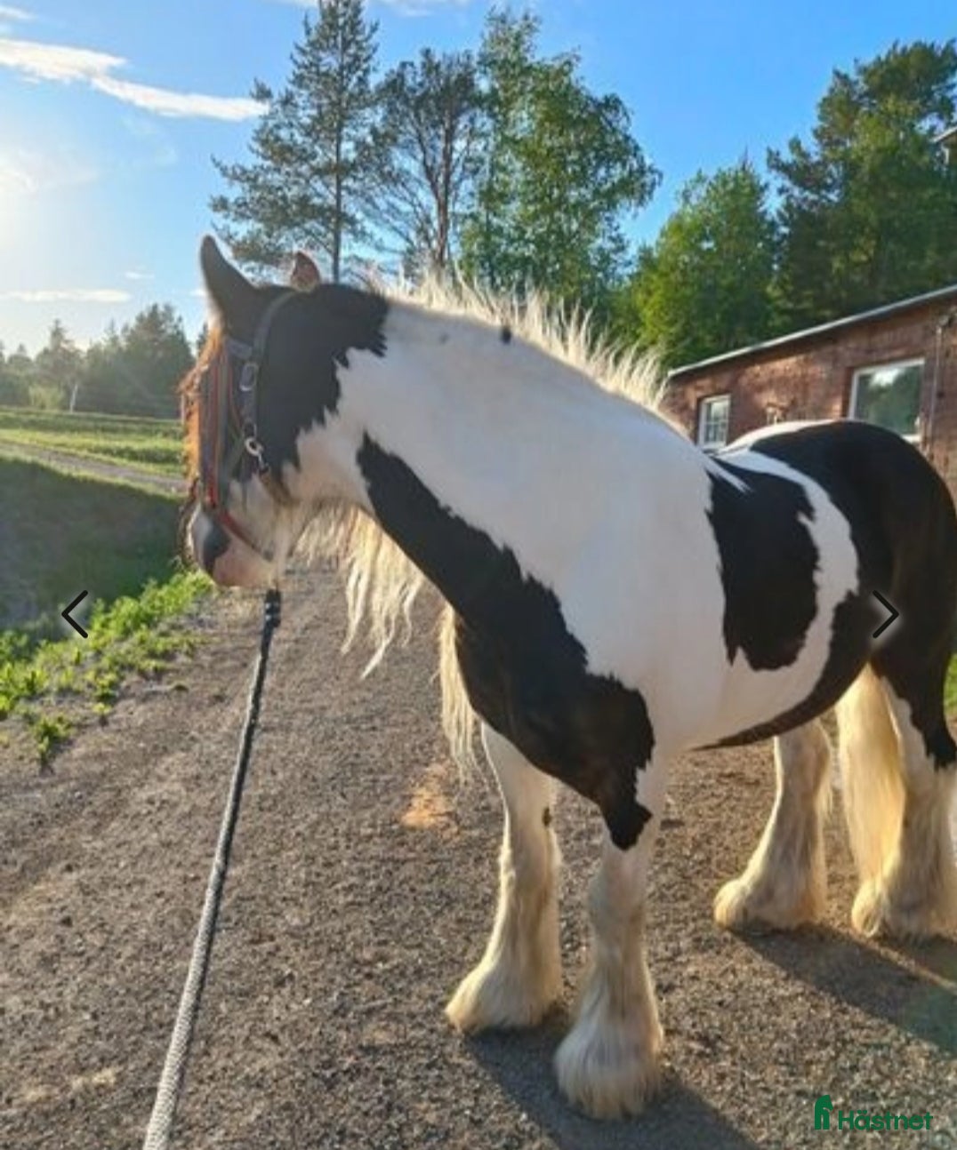  medryttarhäst finnes: Medryttare sökes i Brunflo - Annons 15