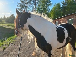 medryttarhäst finnes: Medryttare sökes i Brunflo - Annons 3