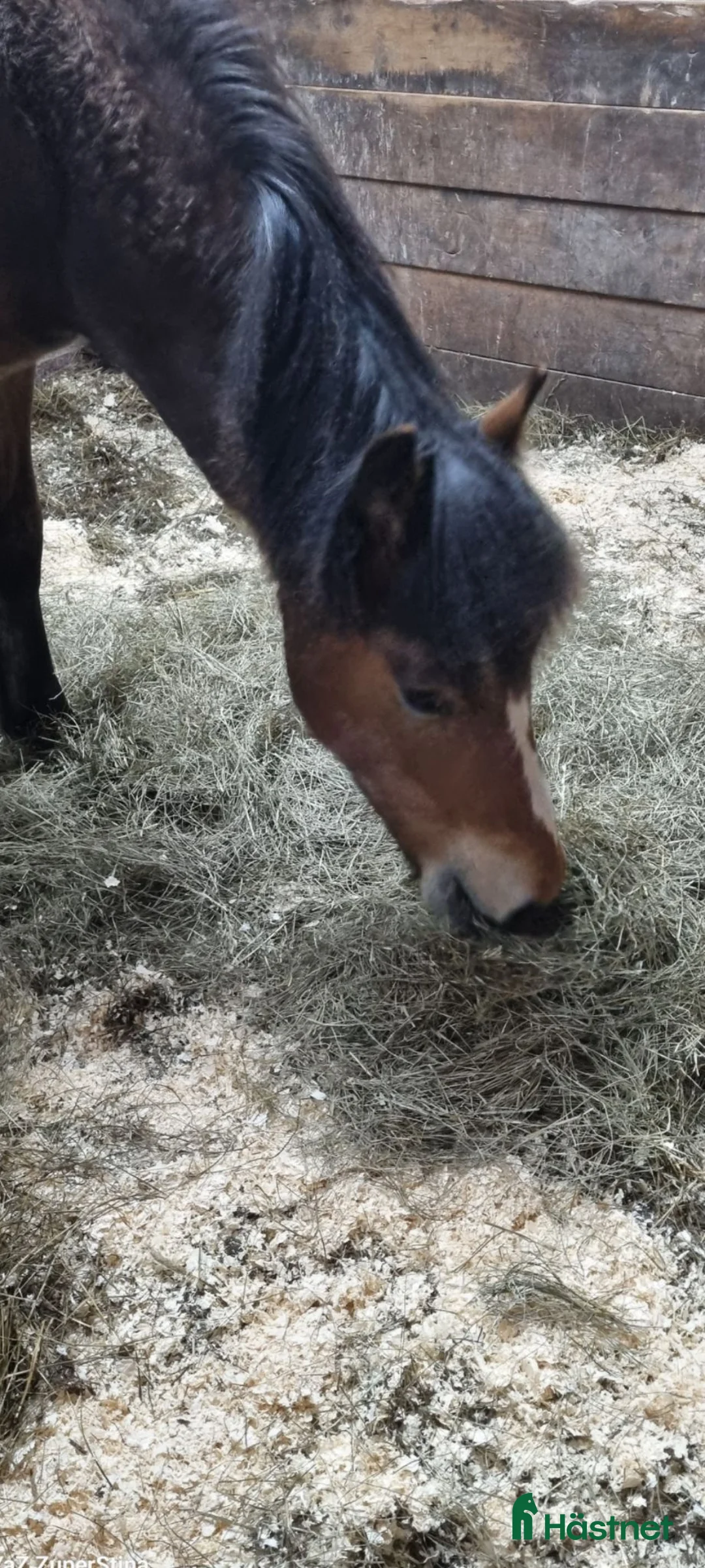 Trav hästar till salu: Avelschansad hingst - Annons 4