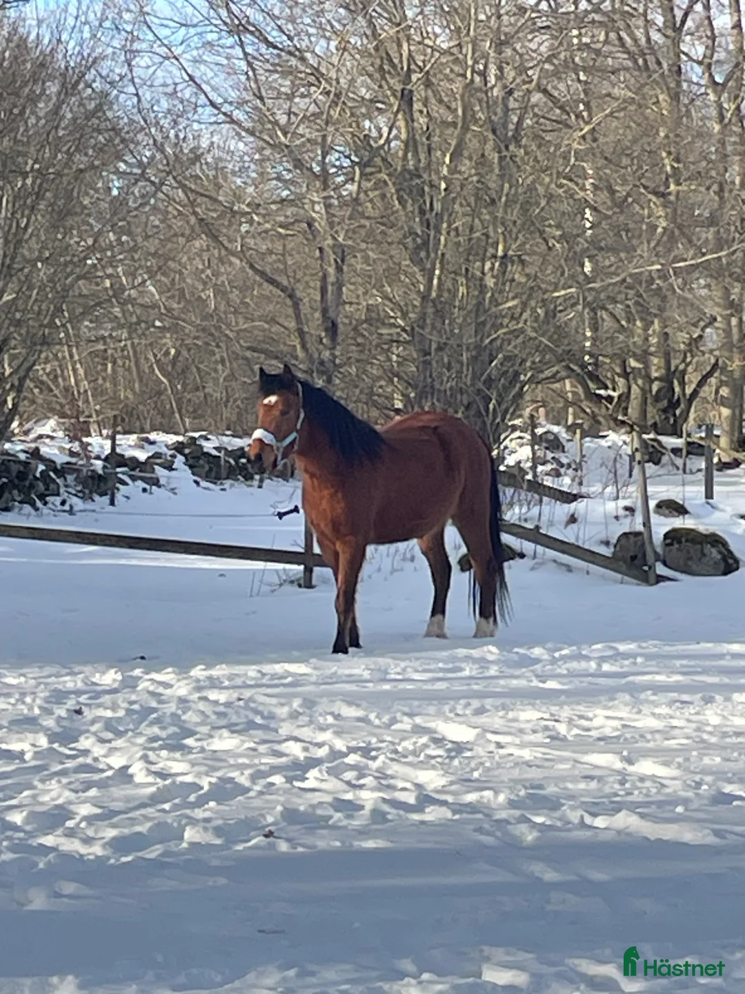 Allround hästar till salu: Lovande Framtidsponny  - Annons 2