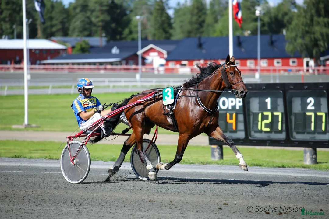 Allround hästar till salu: Genomsnäll valack ⭐️ - Annons 2