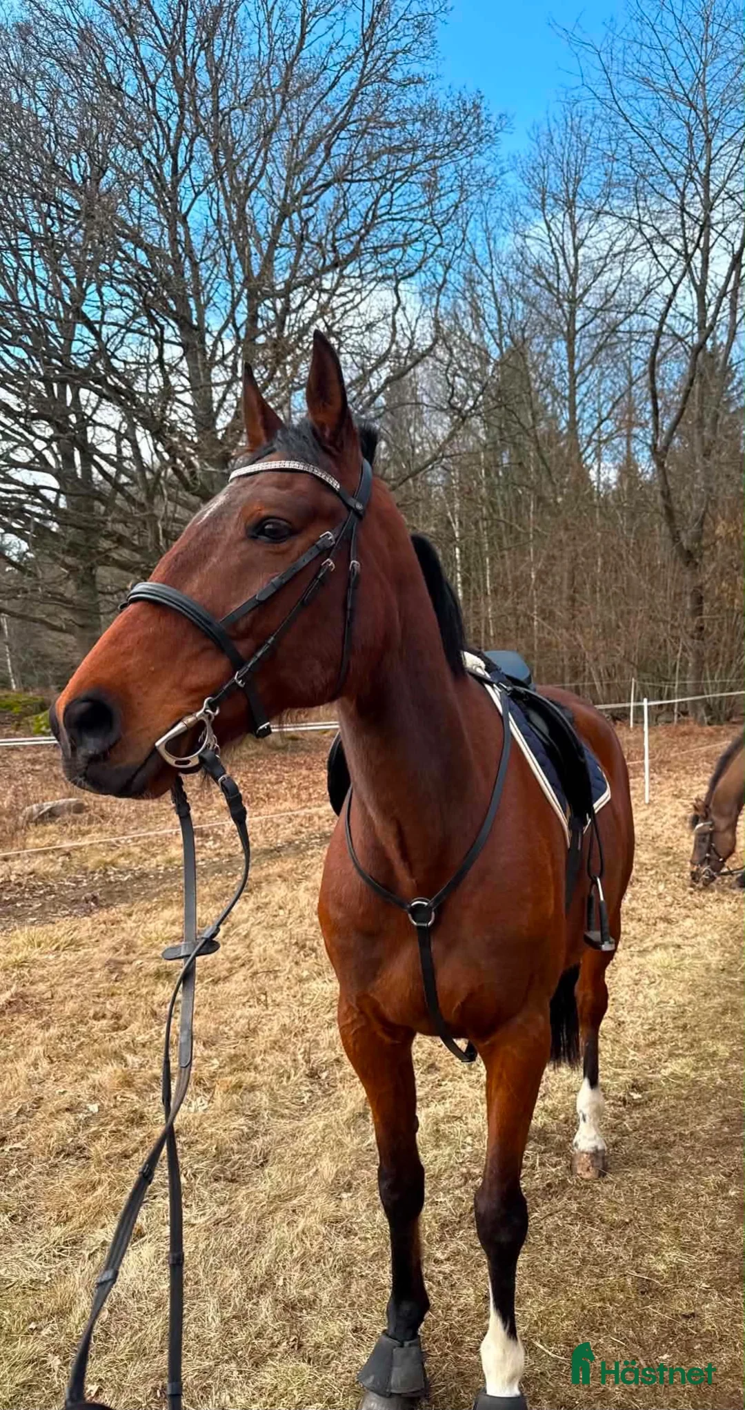 Allround hästar till salu: Ny bästavän ⭐️ i Ljungbyholm - Annons 2
