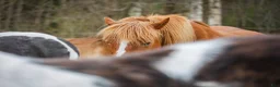 Övrigt hästar sökes: Kallblodstravare sökes! - Annons 1
