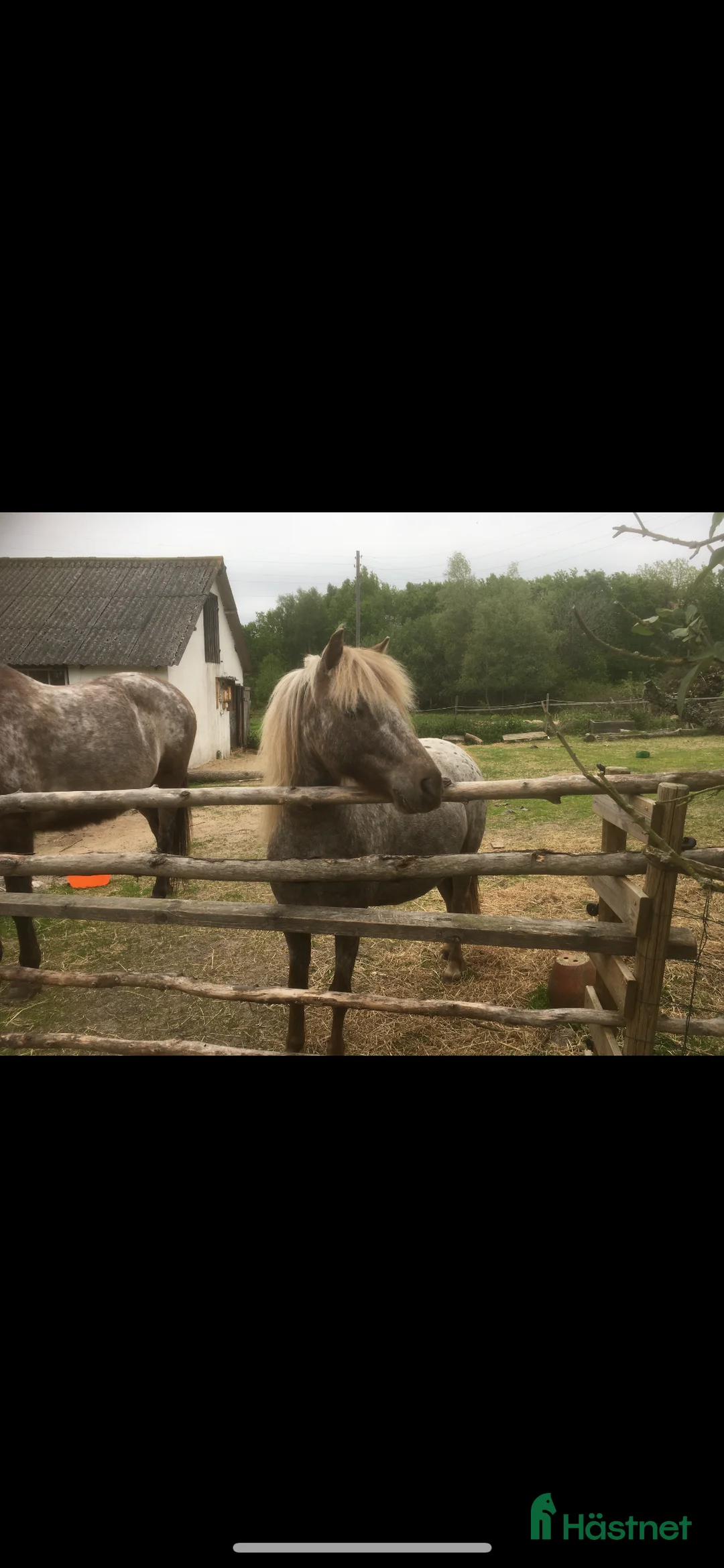  foderhäst finnes: Pigg B-ponny för körning och annat kul  i Hasslö - Annons 2