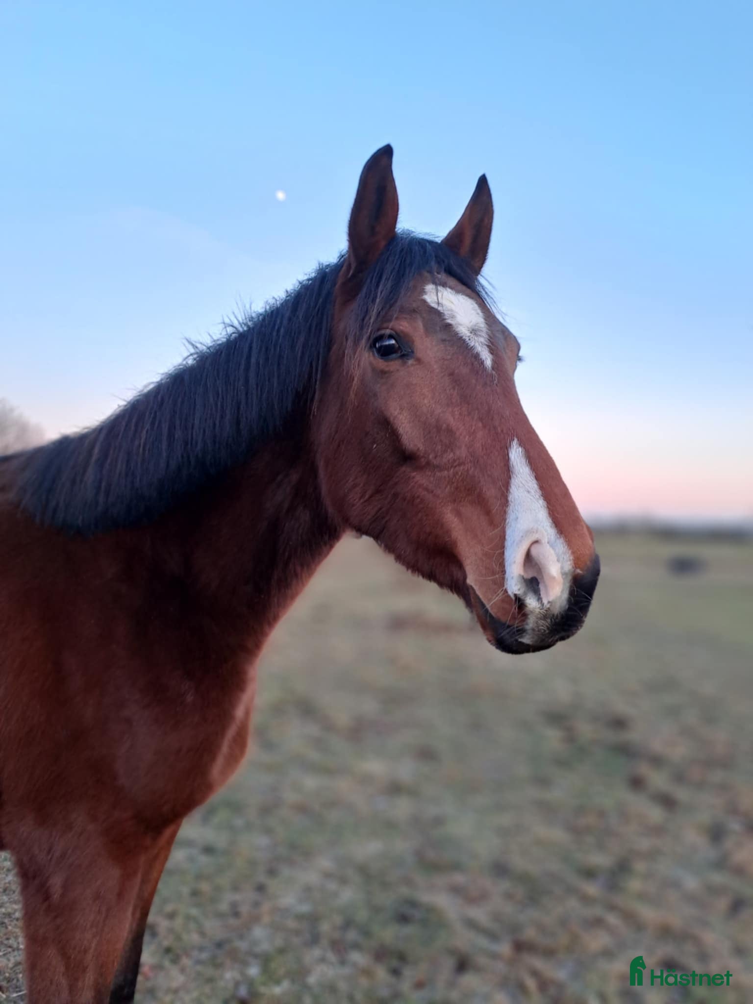 hästar Supertrevlig unghäst e. Heartbeat - Annons 1