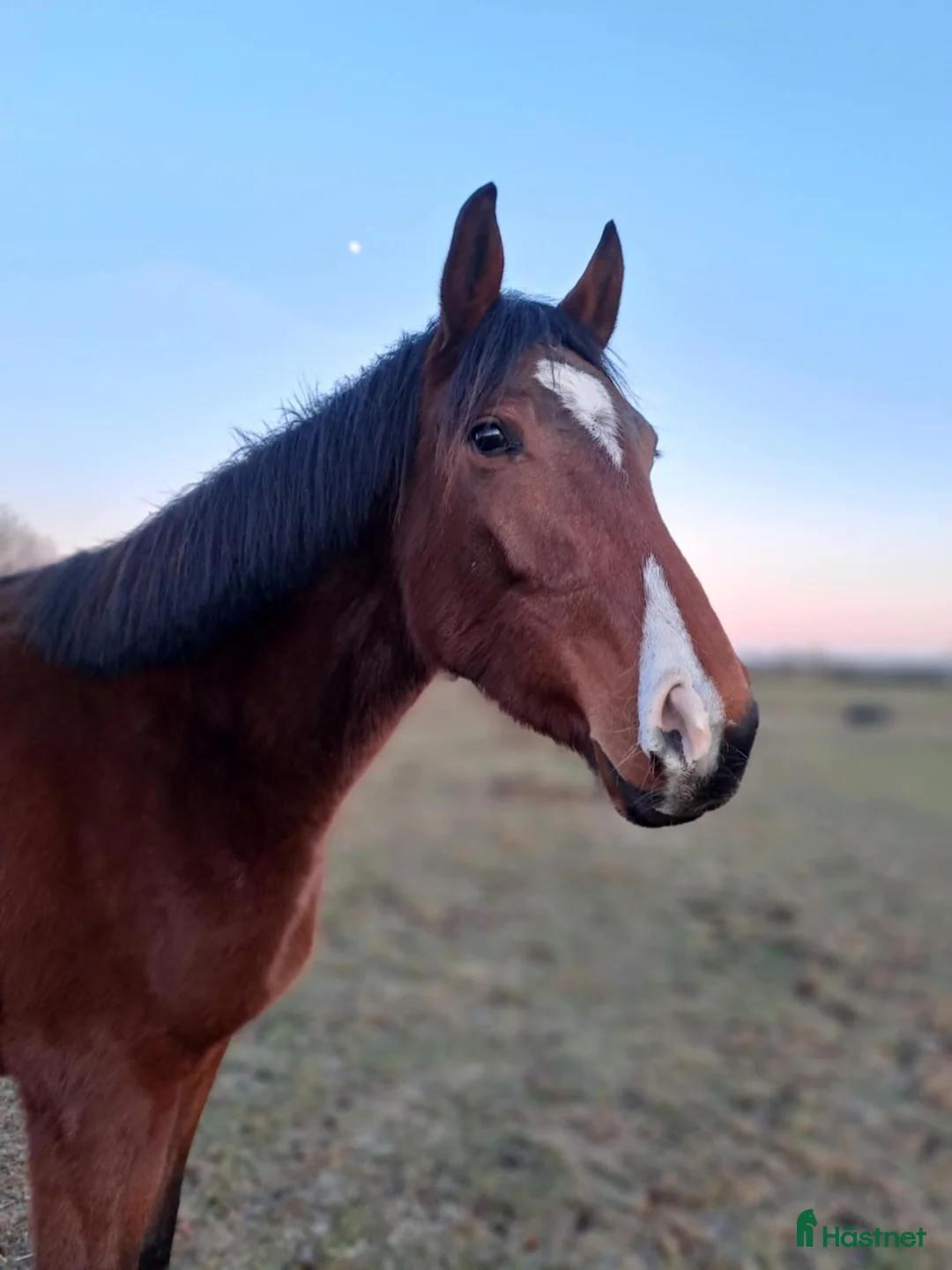 Fälttävlan hästar till salu: Supertrevlig unghäst e. Heartbeat - Annons 1