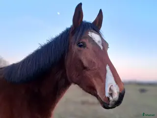 hästar Supertrevlig unghäst e. Heartbeat - Annons 1