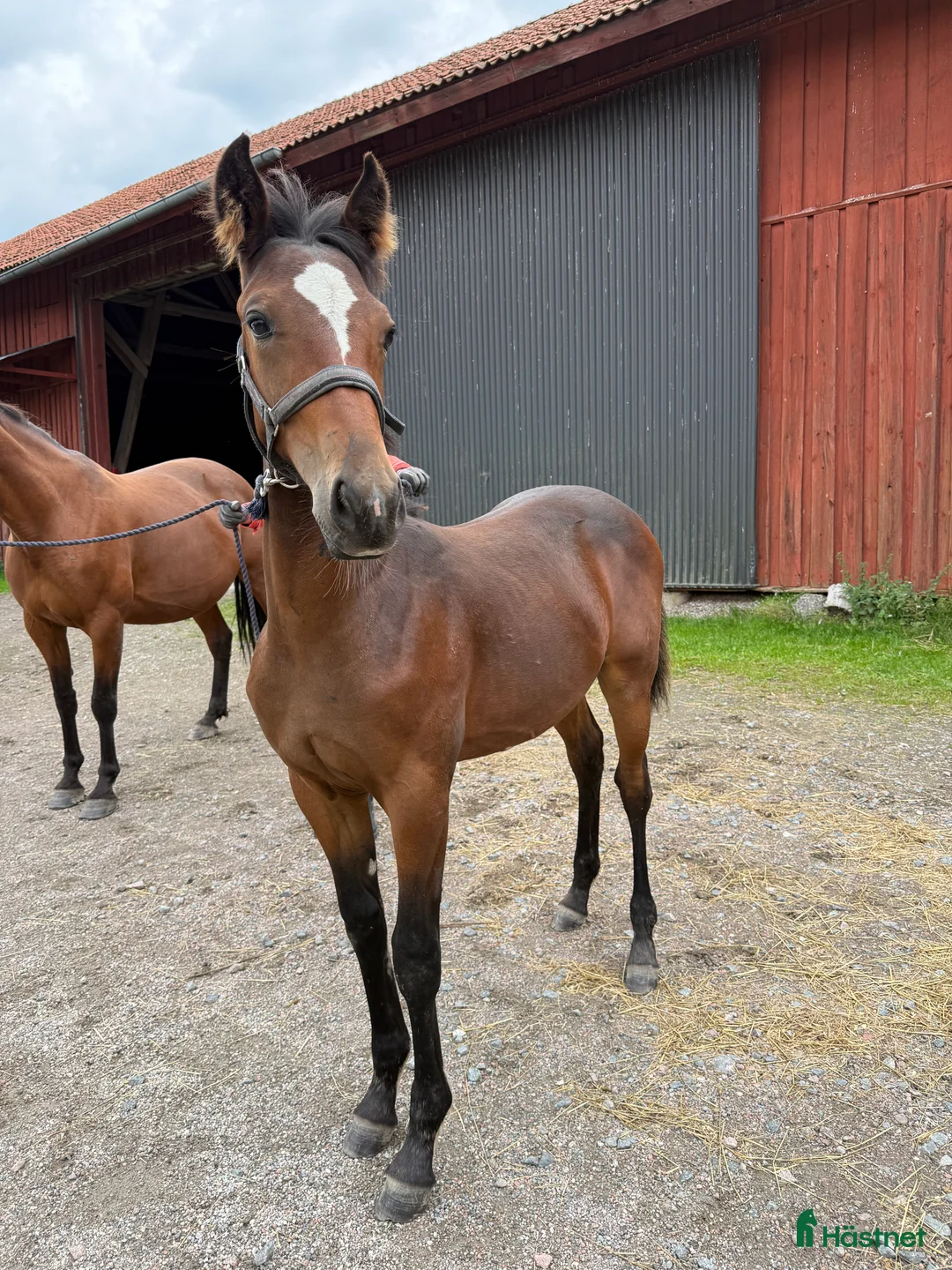 Trav hästar till salu: Välhanterat årsföl e Hayden Hanover i Tystberga - Annons 5